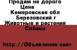 Продам не дорого › Цена ­ 2 000 - Кемеровская обл., Березовский г. Животные и растения » Собаки   